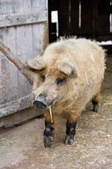 Woolly: Woolly pig out of a pigsty - France