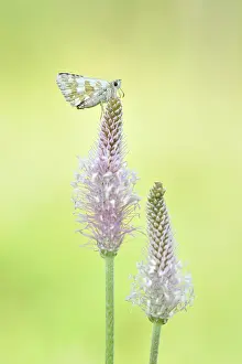 Skipper: Woolly Plantain