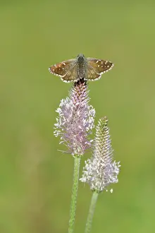 Skipper: Woolly Plantain