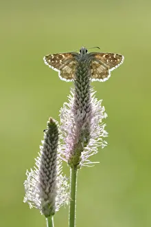 Skipper: Woolly Plantain