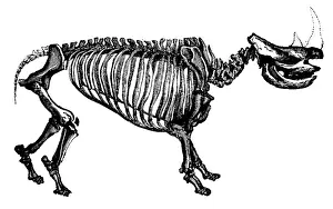 Paleozoology: Woolly Rhino, Cenozoic Mammal