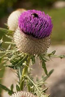Eriophorum: Woolly thistle