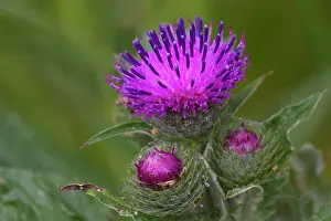 Stepnica: Woolly Thistle
