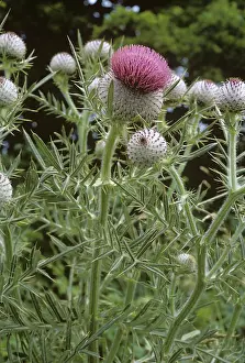 Spiny: Woolly thistle