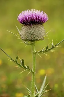 Eriophorum: Woolly Thistle - in flower, on limestone