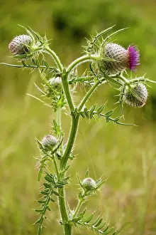 Eriophorum: Woolly Thistle - in flower, on limestone