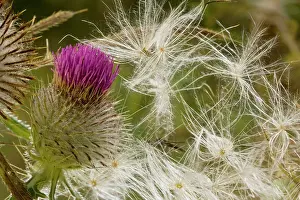 Eriophorum: Woolly Thistle flower and seeds; autumn