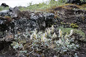 Salix: Woolly Willow - in habitat on larva