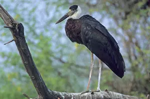Episcopus: Woollynecked / Woolly-necked / White-necked / Whitenecked