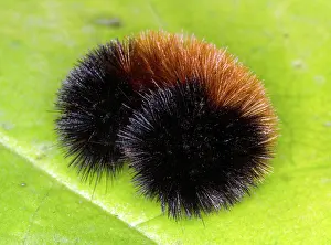 Woolly: Wooly Bear
