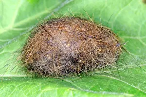 Woolly: Wooly Bear Cocoon
