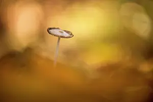 Wooly: Wooly Inky Cap