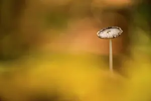 Wooly: Wooly Inky Cap