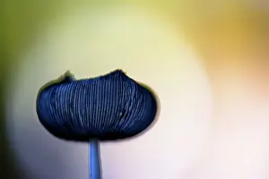 Wooly: Wooly Inky Cap