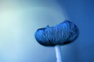Wooly: Wooly Inky Cap