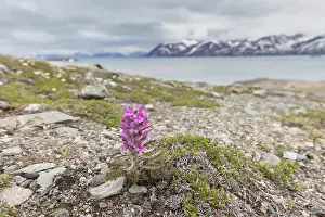 Toxic: Wooly Lousewort