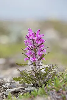 Toxic: Wooly Lousewort