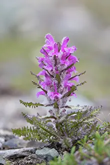 Toxic: Wooly Lousewort