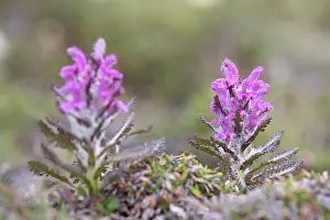 Toxic: Wooly Lousewort