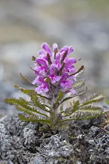Circumpolar: Wooly Louseworth - flowering - Svalbard, Norway