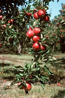 Worcester: WORCESTER APPLES