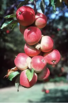 Worcester: WORCESTER APPLES - on tree