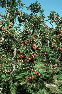 Worcester: WORCESTER APPLES - on tree