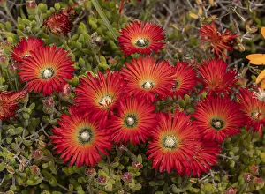 Worcester: Worcester-Robertson vygie, Drosanthemum speciosum