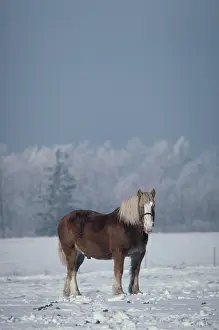 Blaze: Work horse