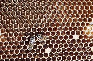 Ardea London: WORKER BEES ON COMB