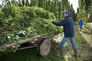 Lupulus: Worker - Common Hop harvest