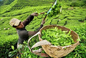 Brian Mcdairmant: Worker harvesting tea