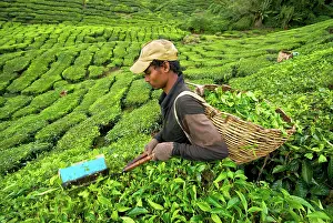 Brian Mcdairmant: Worker harvesting tea