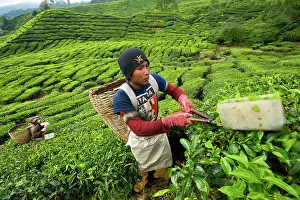 Brian Mcdairmant: Worker harvesting tea