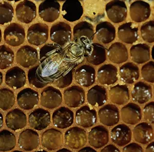 Cell: Worker honey bee