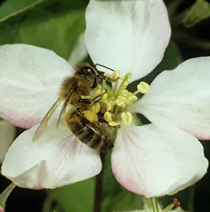 Pollinate: Worker honey bee