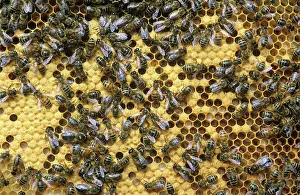 Worker: Worker honey bees