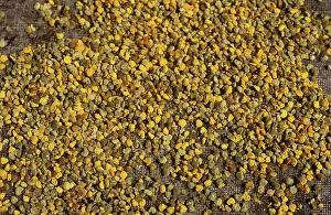 Pellets: Worker honey bees (Apis mellifera) pollen pellets in hive po