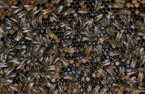 Cell: Worker honeybees
