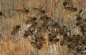Worker: Worker honeybees