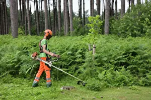 Cutter: Worker - man at work with brush cutter in forest