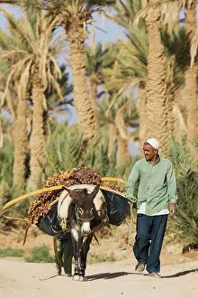 Rissani: Worker - Morocco - The dates in the palmeries of