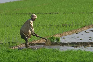Paddies: Worker - In rice paddy