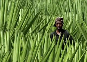 Sisal: Worker - Sisal Plantation