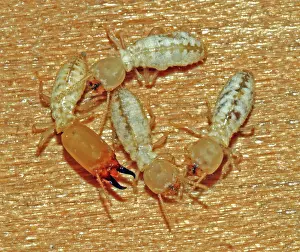 Soldier: Worker and Soldier Termites