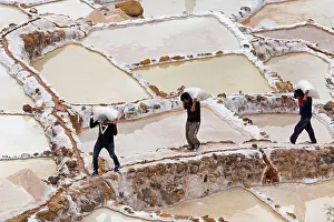 Workers: Workers carry salt bags through salt garden, salt