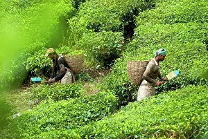 Brian Mcdairmant: Workers harvesting tea