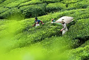 Brian Mcdairmant: Workers harvesting tea