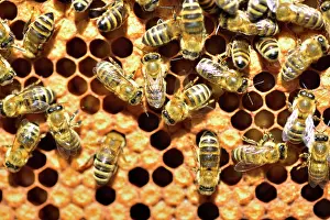 Workers: Workers of the honey bee (Apis mellifera var. carnica)