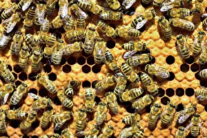 Workers: Workers of the honey bee (Apis mellifera var. carnica)